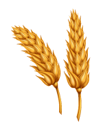 Semillas de trigo fitosanitarios, fertilizantes, semillas certificadas y servicios de compra-venta de cereal